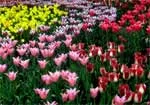 “Tiếng gọi vĩnh cửu” của cuộc sống