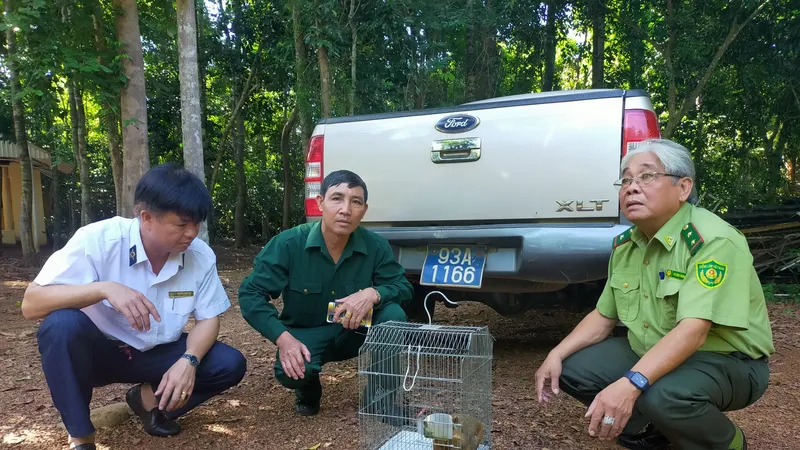 Bình Phước: Thả 2 con cu li quý hiếm về rừng tự nhiên