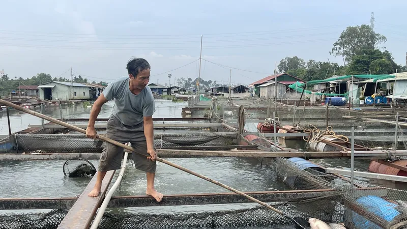 Vụ làng cá Tân Mai chết hàng loạt: Người dân mong được hỗ trợ làm sạch môi trường nước 