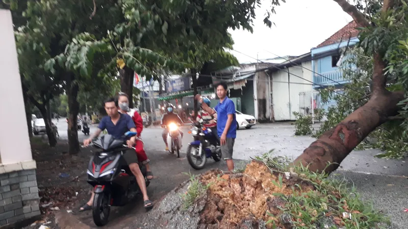 Đồng Nai: Mưa lớn khiến cây xanh bật gốc chắn ngang đường 