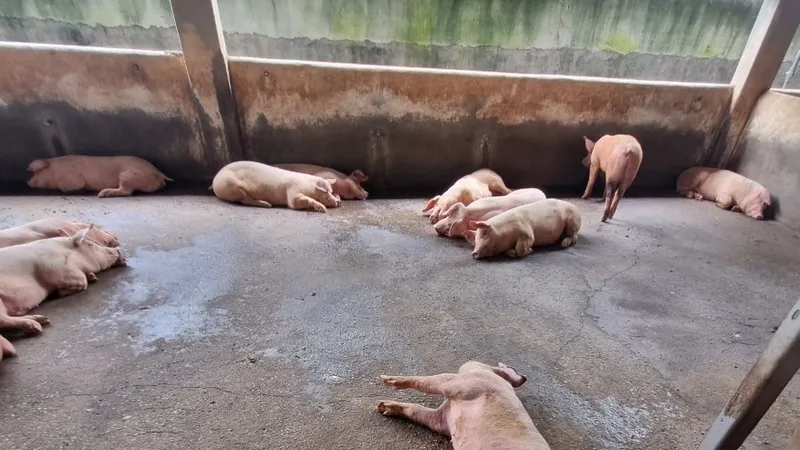 Đồng Nai: Phát hiện một cơ sở thu gom heo nhiễm bệnh dịch tả heo châu Phi về tiêu thụ