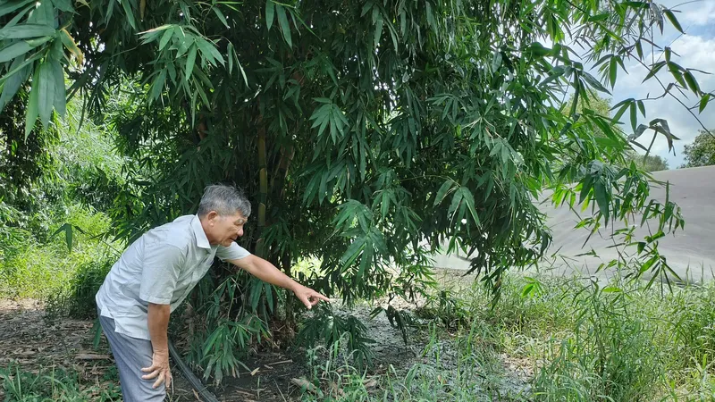 Người dân bức xúc vì trại heo, bò gây ô nhiễm môi trường