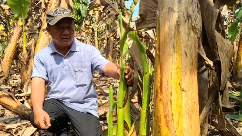 Đồng Nai: Hơn 10ha chuối khô héo, chết nghi do phân bón kém chất lượng