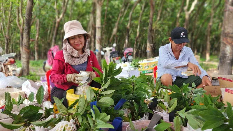 Tây Ninh nâng cao chất lượng, hiệu quả cây mãng cầu 
