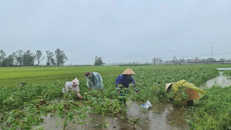 Gần 20.000 ha lúa, rau màu của Quảng Nam bị ngập, ngã đổ do mưa lớn 