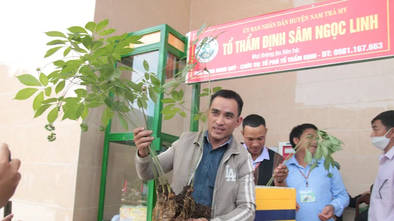 Cây sâm Ngọc Linh 20 tuổi, nặng 9 lạng, với 7 thân đang cho hoa được rao bán với mức giá 800 triệu đồng. Ảnh: NGUYỄN CƯỜNG
