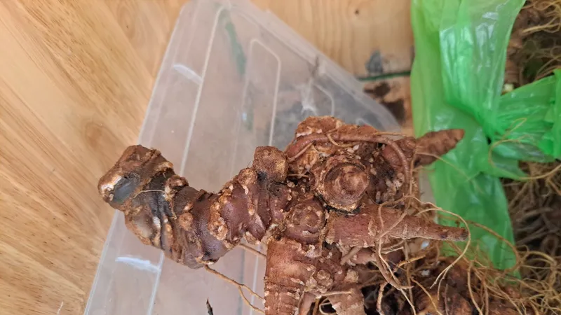 Phát hiện hơn 2kg sâm nghi là sâm Ngọc Linh giả tuồn vào phiên chợ sâm ở Quảng Nam