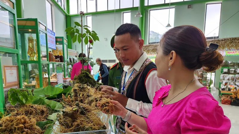 Quảng Nam kiến nghị Quốc hội xem xét, ban hành Luật Sâm Việt Nam