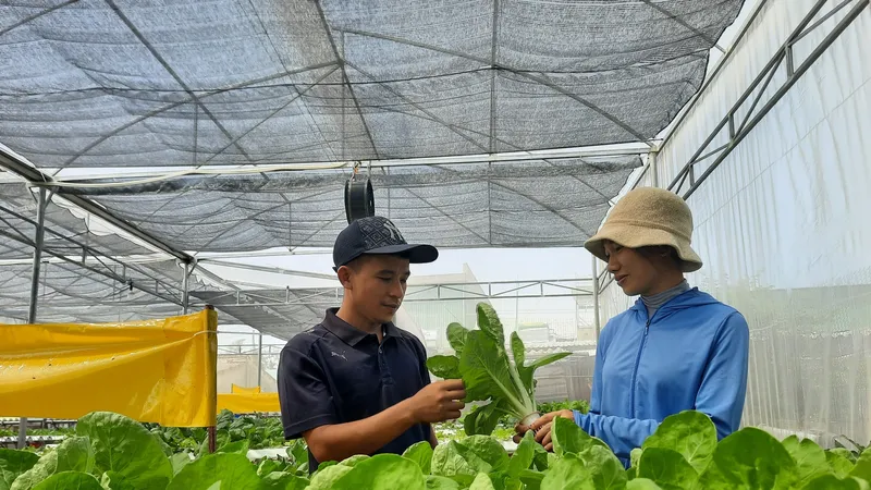 Quảng Nam bứt phá từ "cú huých" quy hoạch - Bài 2: Hướng đến vùng sản xuất nông nghiệp công nghệ cao