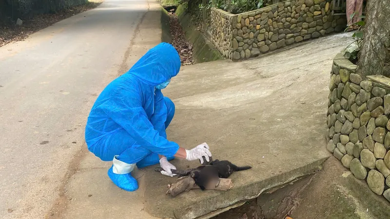 Một con chó hoang mắc bệnh dại cắn liên tiếp 5 người dân tại Đà Nẵng 