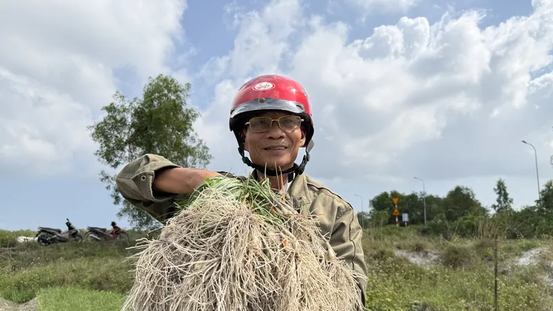 Nông dân Đà Nẵng phấn khởi vì củ kiệu được mùa, được giá