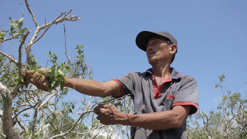 Vất vả nghề hái lá tràm gió