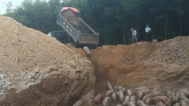 Quảng Trị: Tiêu hủy gần 1.000 con heo nhập khẩu bị nhiễm dịch tả heo Châu Phi 