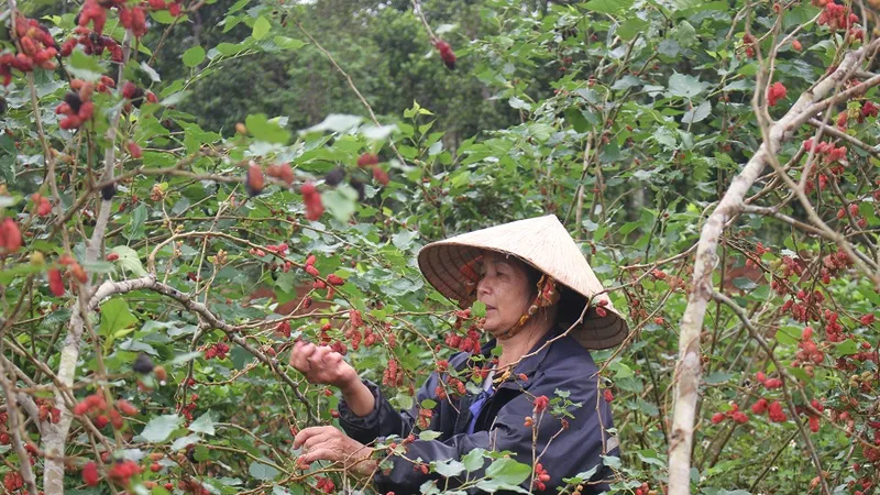 Trồng dâu tằm gắn với chế biến sản phẩm cho thu nhập cao