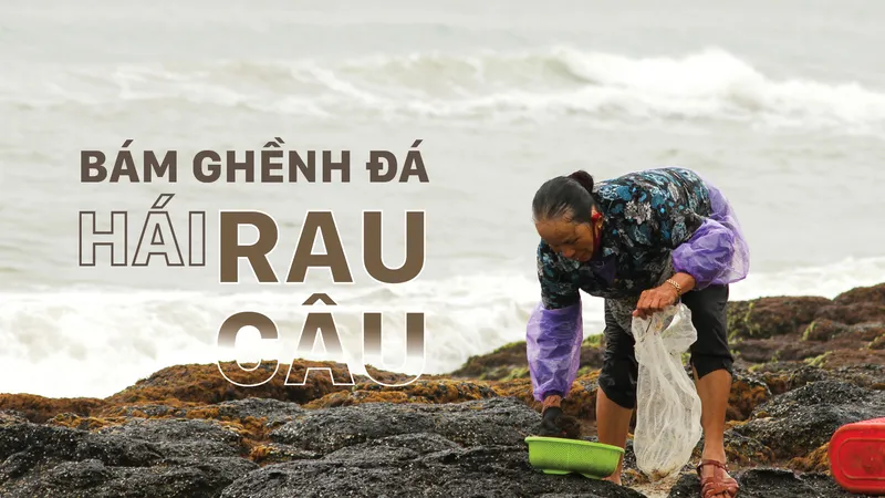 Bám ghềnh đá hái rau câu