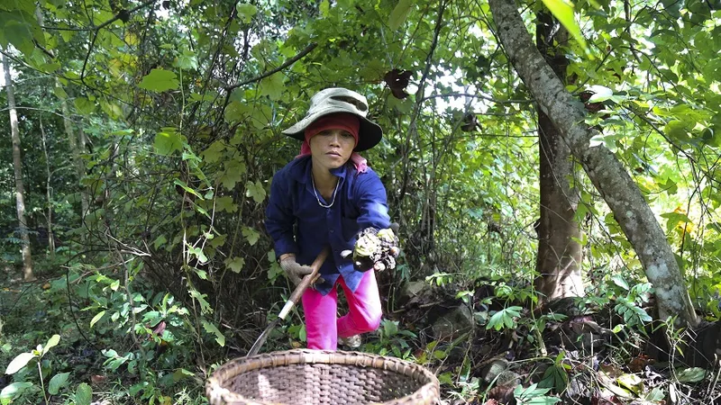 Trồng trẩu, nguồn sinh kế cho người dân huyện miền núi Quảng Trị 