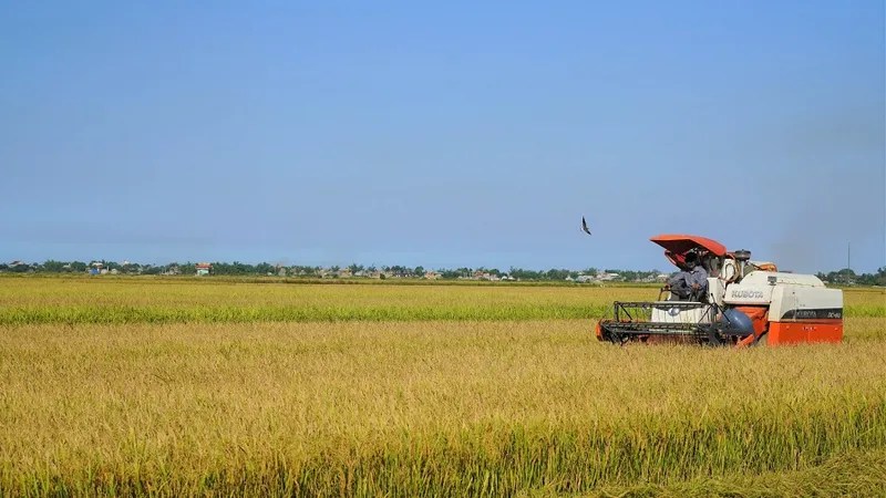 Quảng Trị xuất khẩu lô gạo hữu cơ đầu tiên sang thị trường châu Âu 