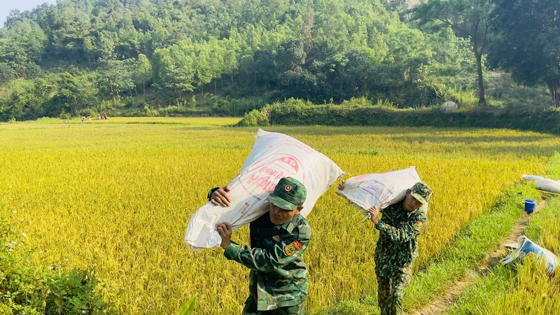 Bộ đội Biên phòng giúp người dân vùng biên giới thu hoạch lúa