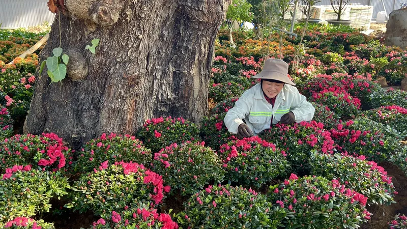 Hoa cảnh được chăm sóc, bố trí rực rỡ trong công viên chuẩn bị đưa vào phục vụ người dân. Ảnh: HOÀNG HÙNG 