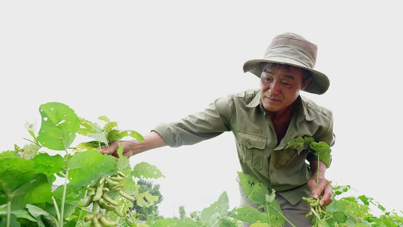 Nông dân trồng đậu nành đạt hơn 3 tấn/ha