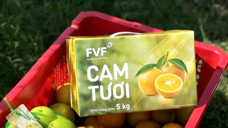 Vườn cam đặc sản lớn nhất miền Trung của Tập đoàn TH: Chất lượng thuộc hàng "tiến vua"