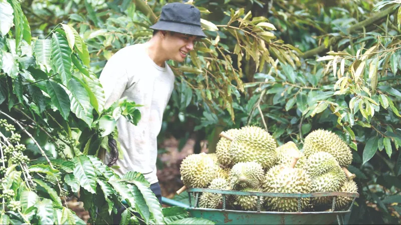 Nhà nông Tây Nguyên đón tết ấm