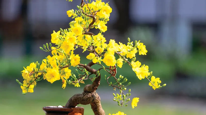Hoa Tết
