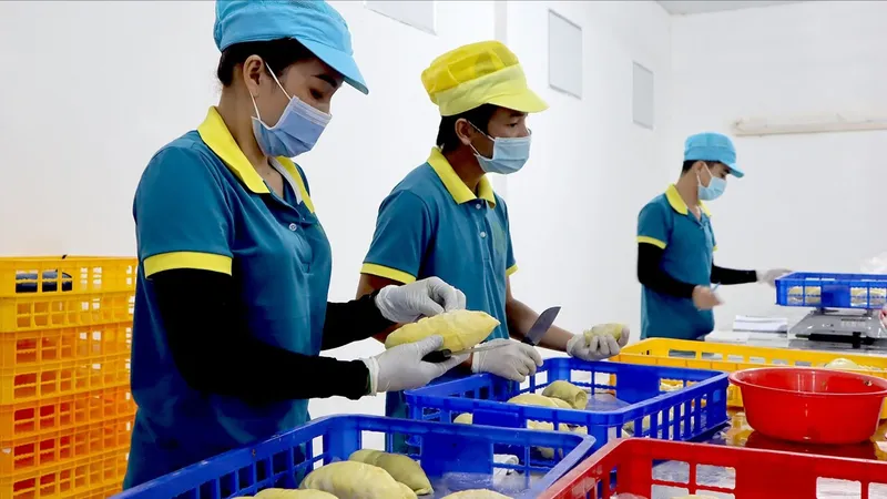 Tăng sức cạnh tranh cho nông sản Việt - Bài 3: Thiếu chế tài, vỡ trận quy hoạch