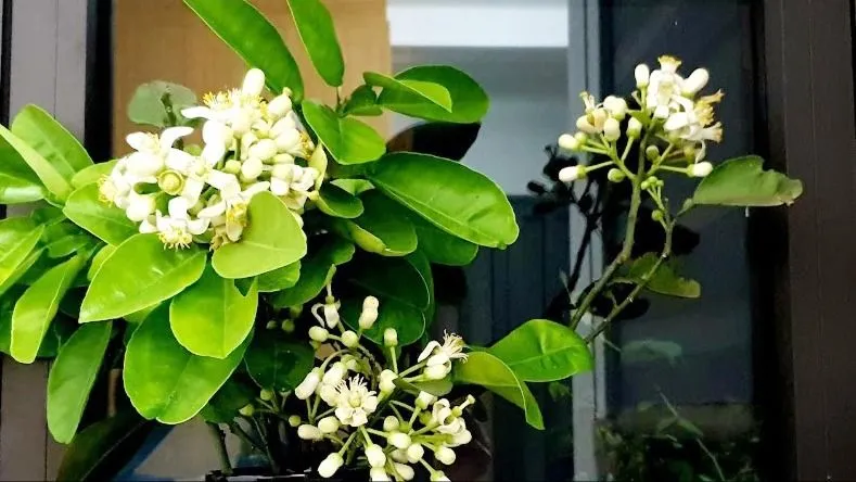 Hương bưởi về trên phố…