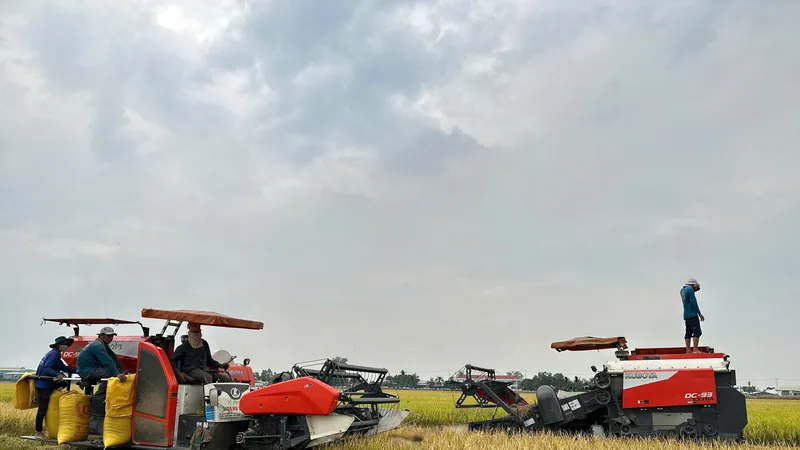 Đẩy mạnh cho vay sản xuất, kinh doanh lúa gạo
