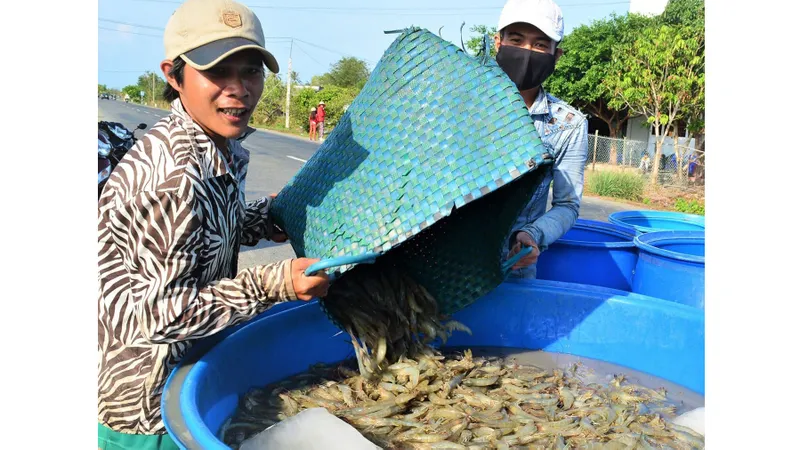Nỗ lực không để đứt gãy chuỗi sản xuất tôm