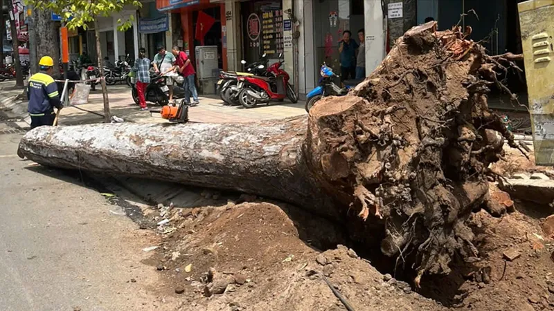 Làm mới vỉa hè, bức tử cây xanh: Siết chặt trách nhiệm