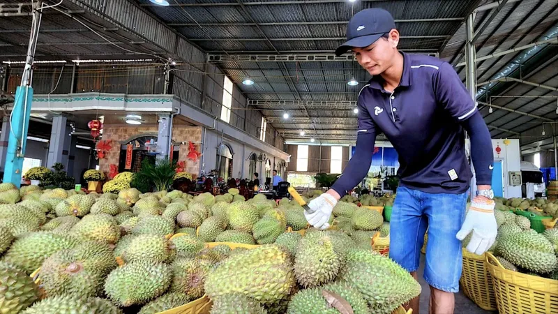 Sầu theo trái sầu riêng