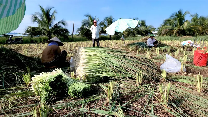 Chuyển đổi cây trồng ở ĐBSCL: Hiệu quả nhưng còn rủi ro