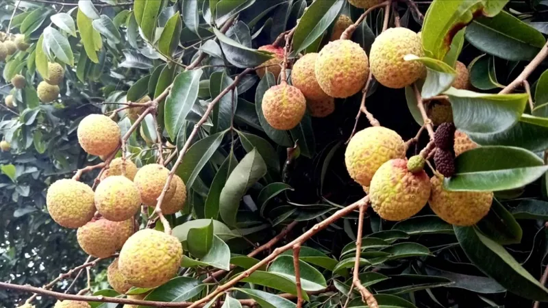 Mùa vải