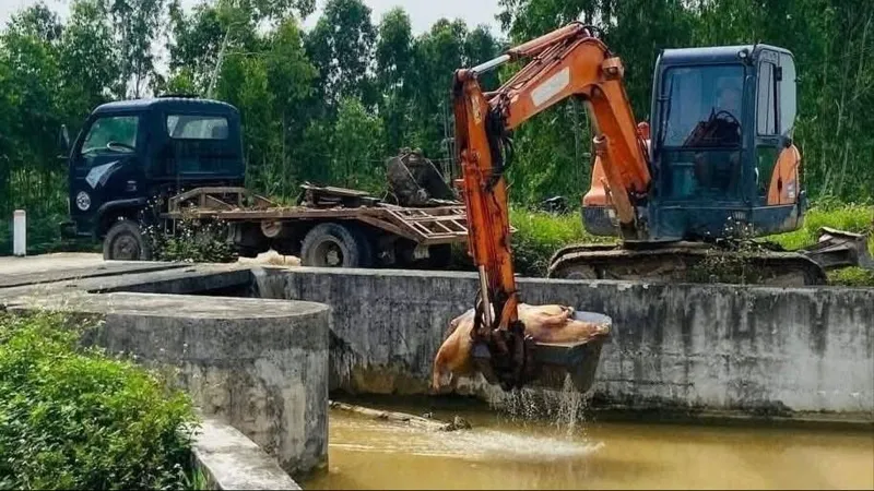 Nguy cơ dịch tả heo châu Phi lây lan rộng