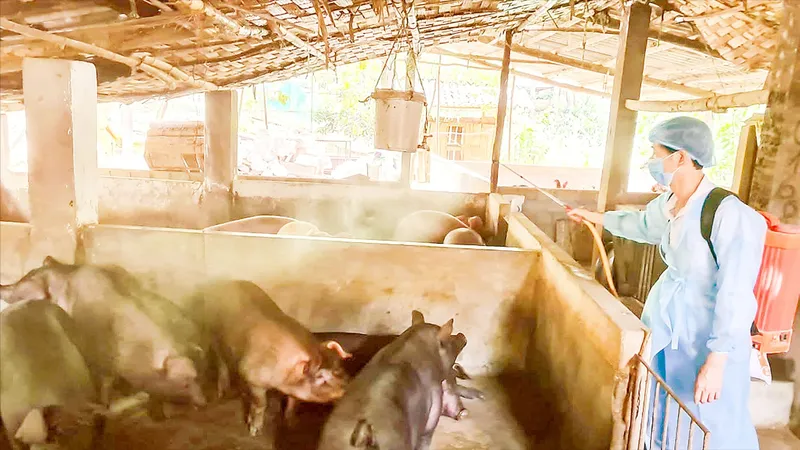 Khẩn cấp ngăn chặn dịch tả heo châu Phi lan rộng: Muốn tái đàn phải “quét sạch” mầm bệnh