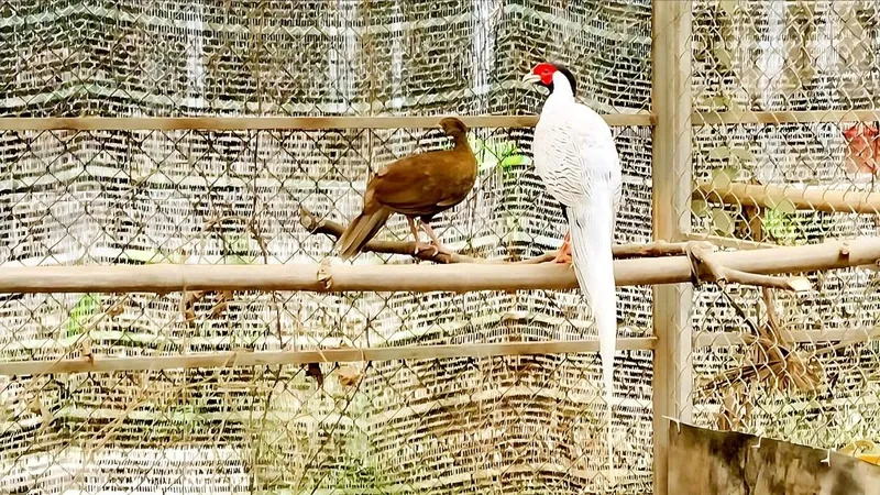 Nuôi động vật hoang dã cần tuân thủ pháp luật