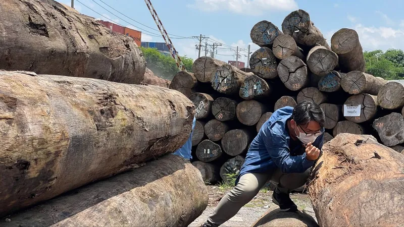 Ứng phó áp thuế mới với ngành gỗ: Chủ động nguồn hàng, mở rộng thị trường