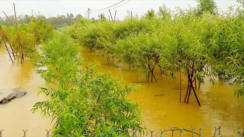 Hà Nội: Người dân bãi bồi chạy lũ, làng đào đứng ngồi không yên