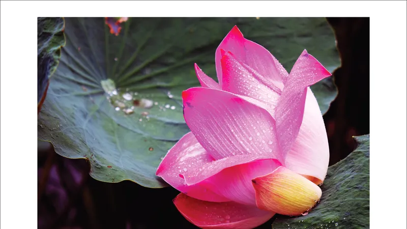 Tác phẩm trưng bày trong triển lãm.