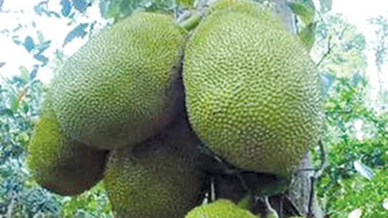 Nhiều nông dân Hậu Giang thu nhập tiền tỷ nhờ mít Thái