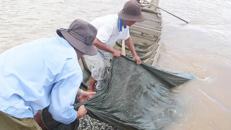 Giá cá linh đầu mùa tăng cao