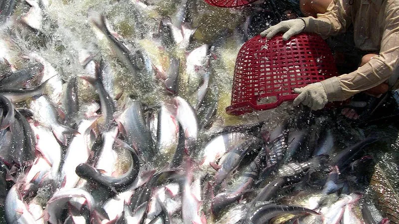 Giá cá tra ĐBSCL tăng cao kỷ lục
