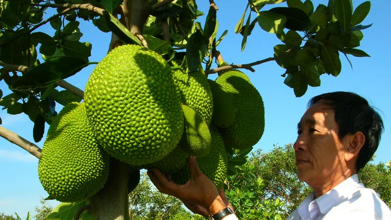 Mít thái rớt giá “không phanh”