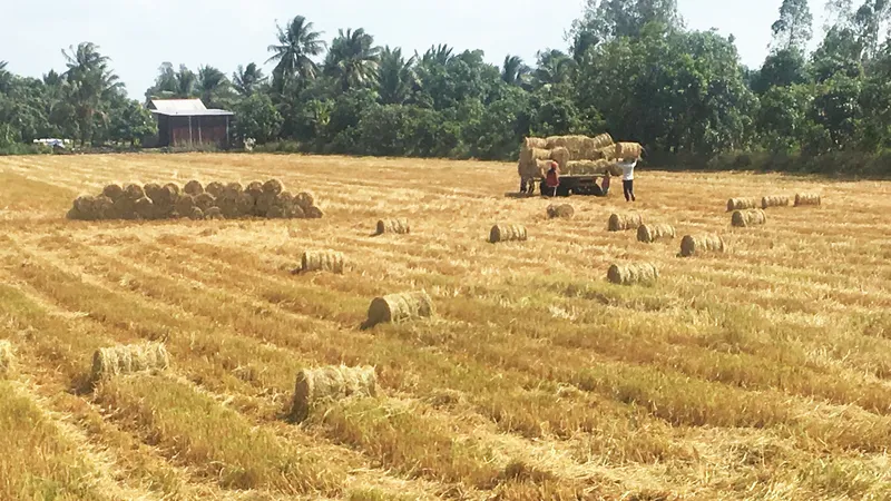 ĐBSCL – lúa gạo cùng tăng giá vào cuối vụ