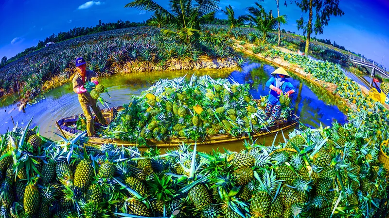 Bàn cách giảm chi phí cho nông sản ĐBSCL 