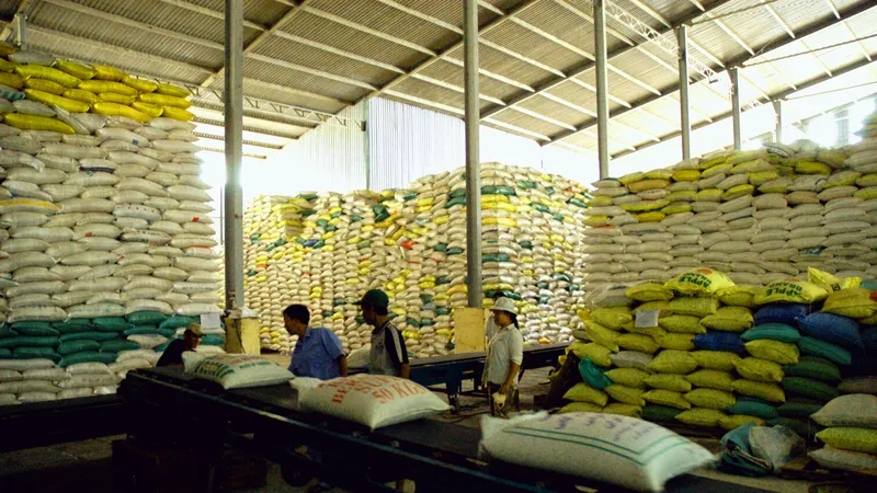 Giá gạo 5% tấm của Việt Nam đang dẫn đầu trên thị trường xuất khẩu