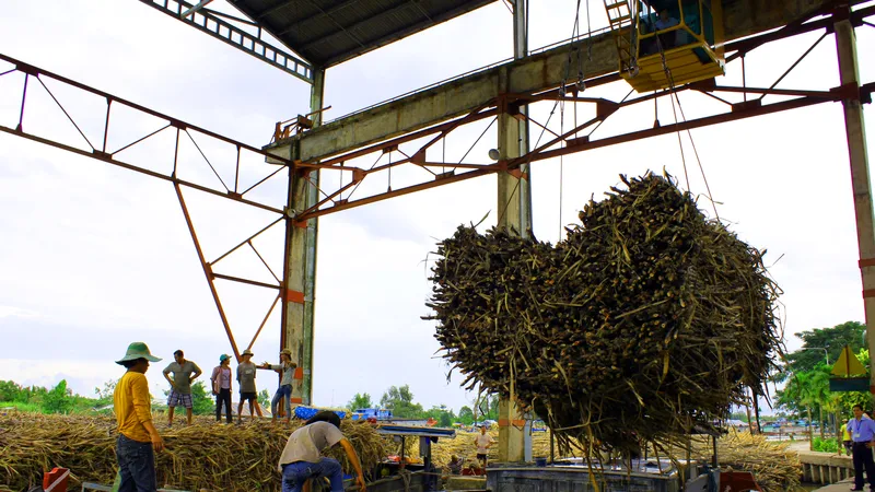 Khoảng 200.000 tấn mía ở Hậu Giang chờ tiêu thụ 