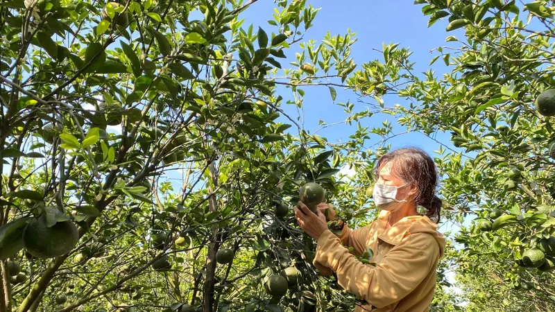 ĐBSCL: Cam sành rớt giá, nhiều nông dân lại chờ “giải cứu” 